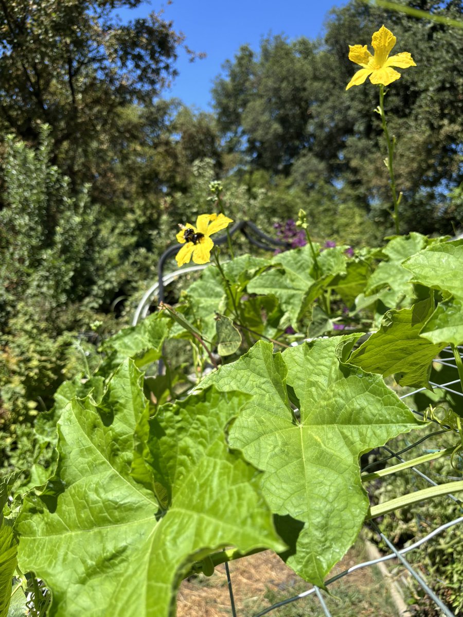 FloreFlos's tweet image. Carpenters on the loofa flowers thanks for the help guys