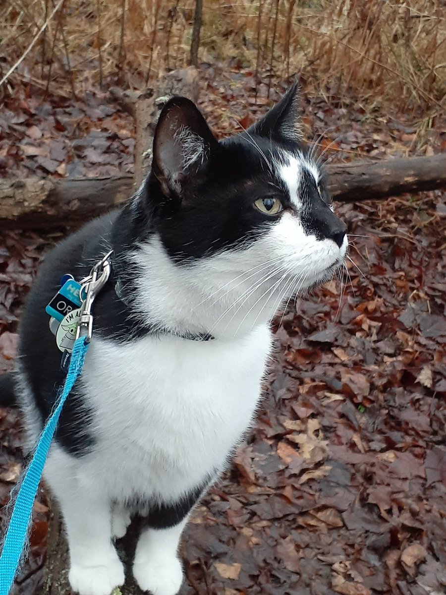 Oreo here...Just wanted to stop by and wish everyone a Fantastic Sunday!!! Kitty hugs...🖤🤍🖤 #Hedgewatch
