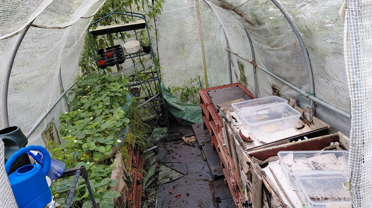 Today's Jobs

- Get some Hydrangea cuttings. 
- Continue the flower bed expansion.
- Remove and replace the collapsed bench in the netted ex-greenhouse (right side)

I'm quite enjoying it now.