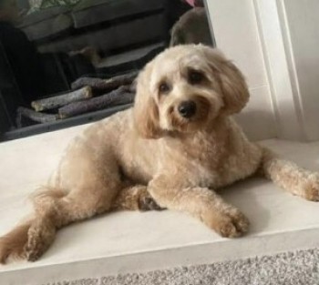 With a £15K REWARD offered payable once Frankie is home, we have to question WHY is nobody speaking up❓

Frankie is an apricot cavapoo, missing since 23/10/22 when spooked by a firework in Hyde, Greater Manchester, #SK14
Believed to be a victim of theft by finding #stolendoghour