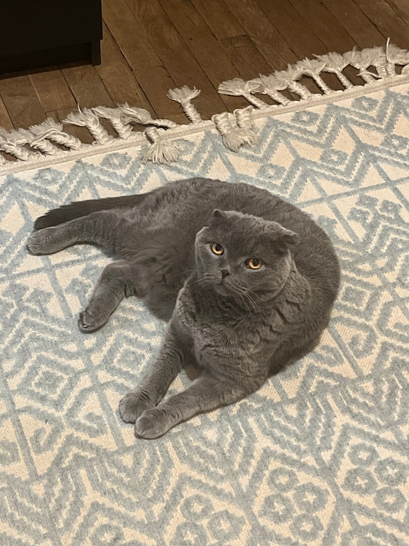 vigipets's tweet image. 🟠 🐱 Chat perdu le 26/07/2025 à Paris (75015).
Race : Scottish Fold / Âge : 8 an(s)
Bloo / Mâle / Identifié(e) : Oui

☎️ 0658375598
📧  farahhawari@gmail.com

#VigiPets #chatperdu #chattrouve #chat #perdu #trouve