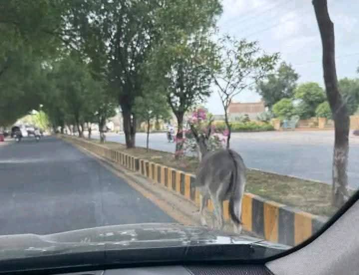 s_i_ma1's tweet image. جب بھی انہیں یوں آزادی سے گھومتے پھرتے دیکھتی ہوں ۔
،،مرشد،، شدت سے یاد آتا ہے
😭😭😭