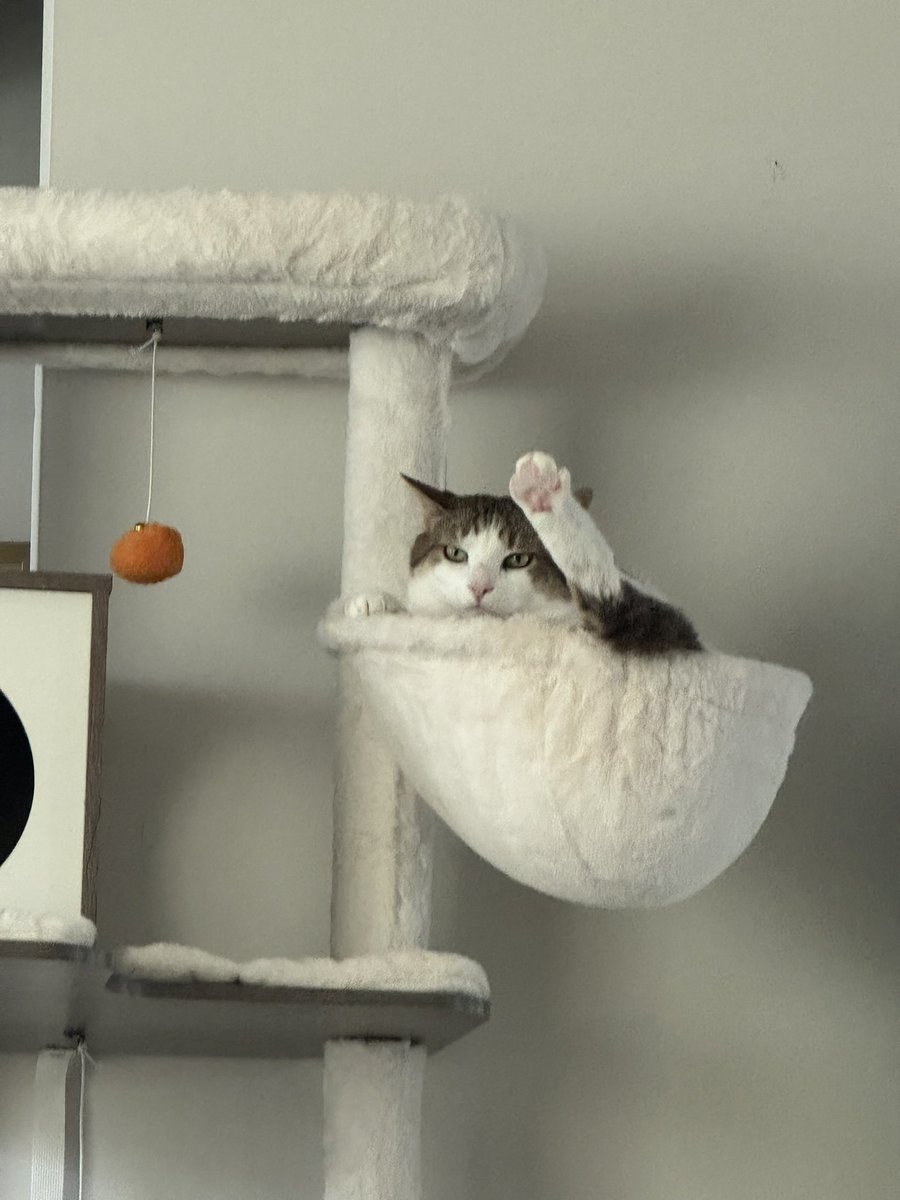 bottled_star27's tweet image. Comet wants to show you his beans