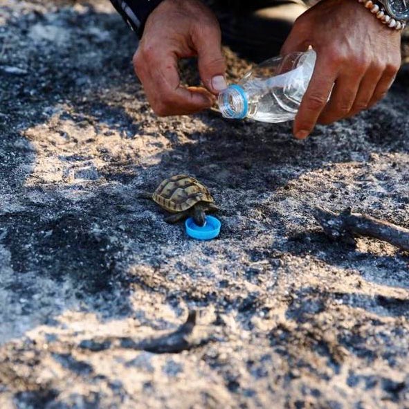 O an…
Bursa'daki yangın bölgesinde, yavru kaplumbağaya şişe kapağında su veren vatandaş…