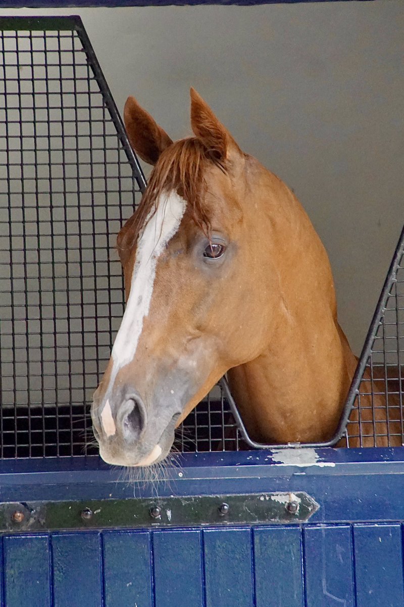 I saw the amazing Kyprios at Coolmore on Friday! What a treat, I had forgotten he was there! He was a happy boy watching the stallions being paraded! <a href="/aobrienfansite/">AIDANOBRIENFANSITE</a> <a href="/coolmorestud/">Coolmore</a>