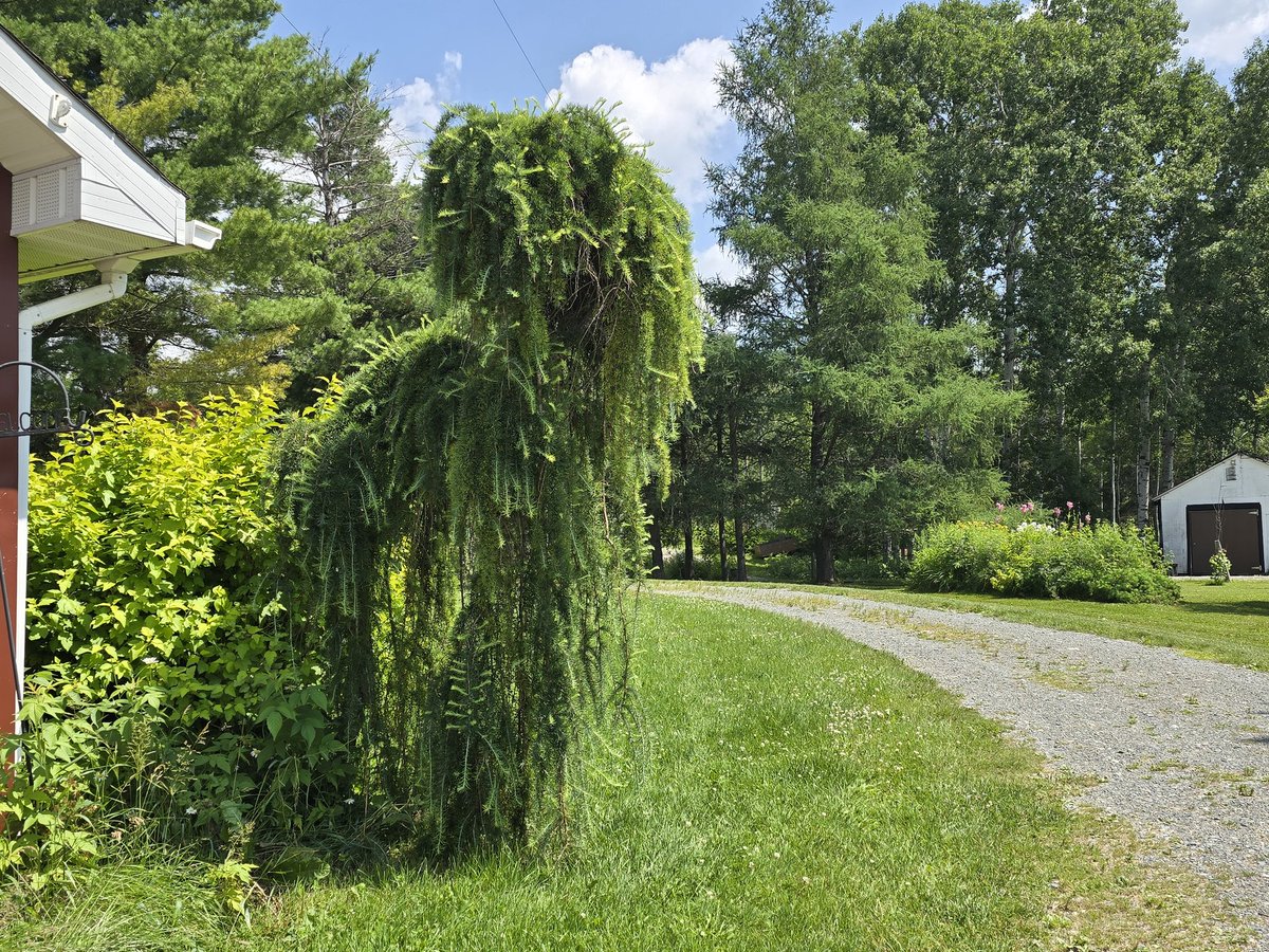 We also have a weeping tamarack.