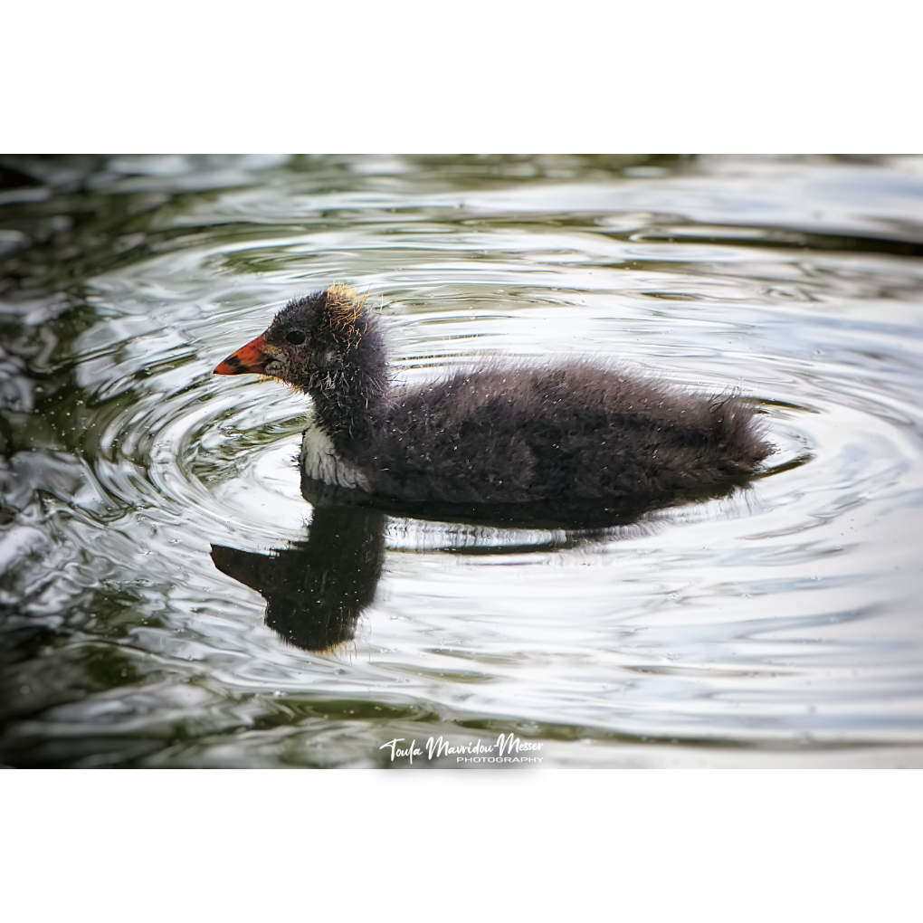 A_ZofWonderment's tweet image. We also fell in love with this baby Moorhen! It's just perfect! ❤️
#photography #BirdsOfTwitter #NaturePhotography