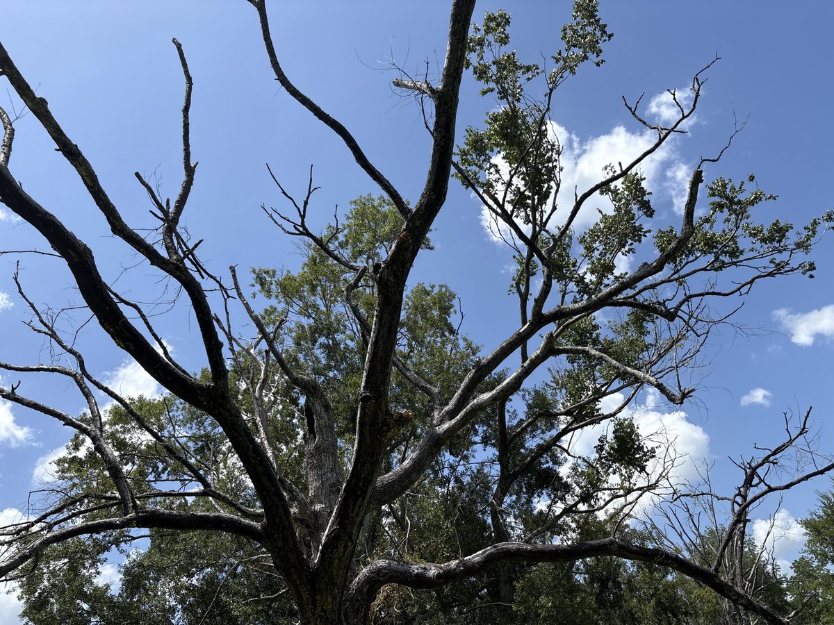 1Bonehed's tweet image. We literally just walked under this branch…