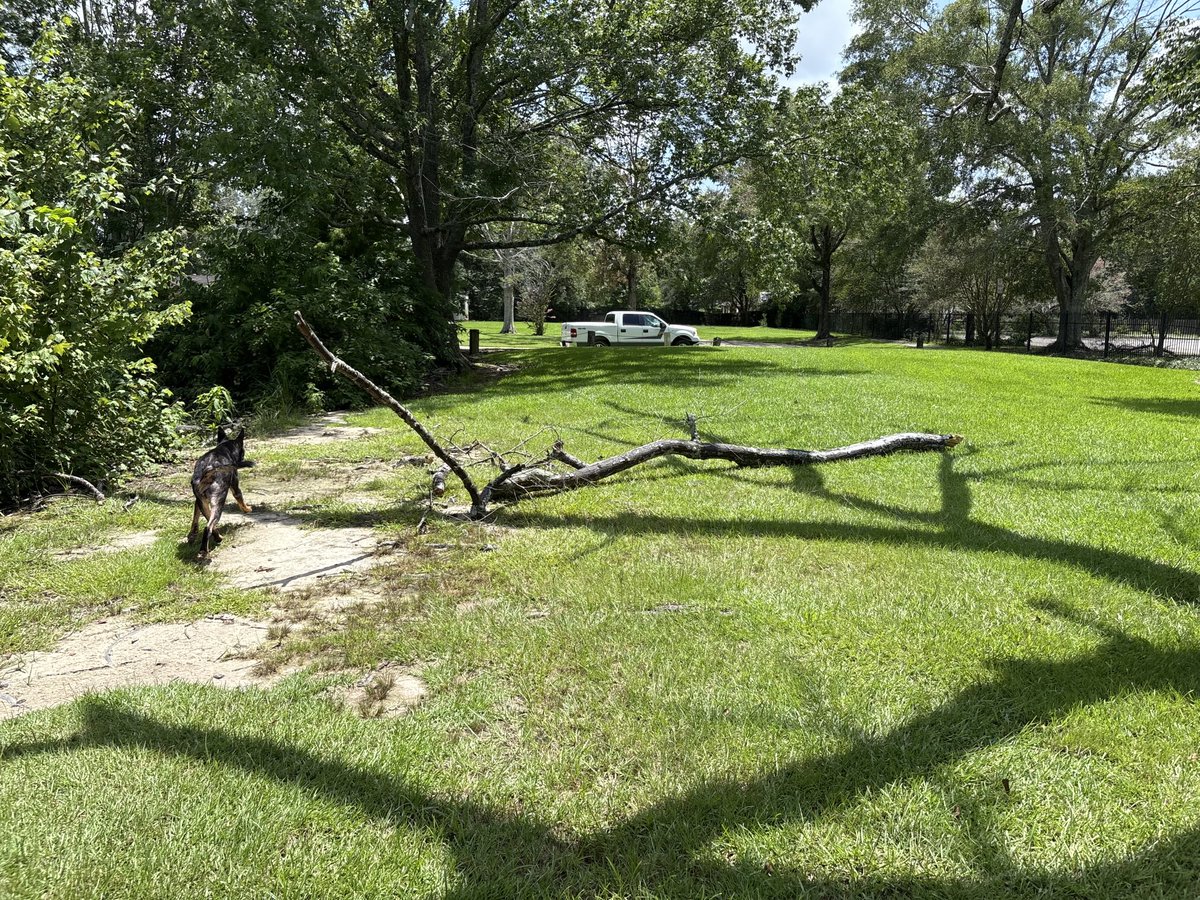 1Bonehed's tweet image. We literally just walked under this branch…