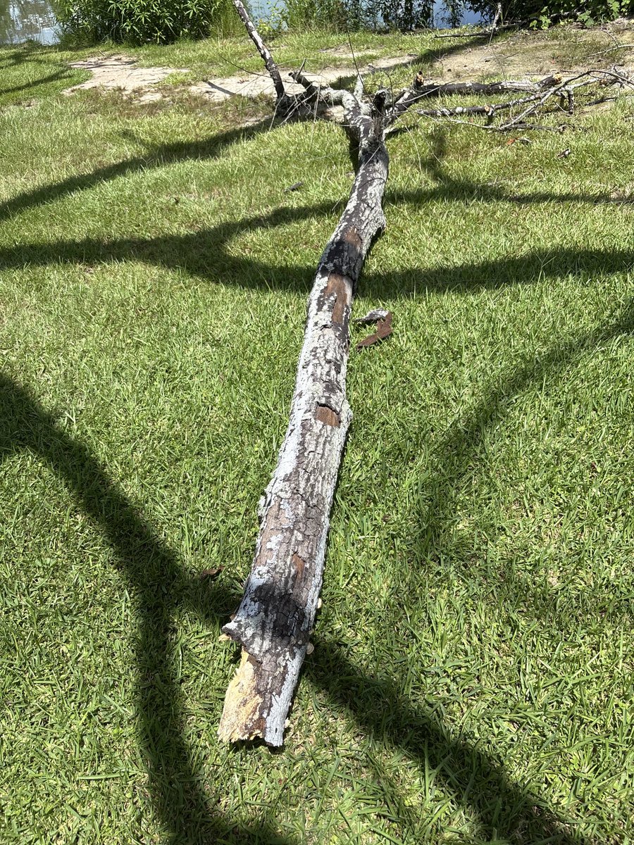 1Bonehed's tweet image. We literally just walked under this branch…