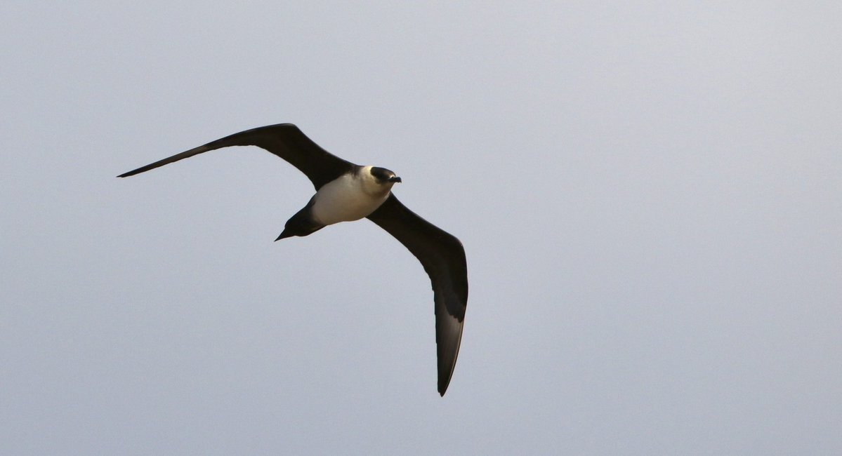 marcbuzzard's tweet image. Spent the afternoon watching Skuas harrying terns and stealing their lunch at the mouth of Loch Fleet with @OwenPar91687609 . What a bird! 18 Greenshank, 5 Whimbrel, 4 Barwits, 12 Sanderling, 7 Dunlin, Osprey, 50 Eider hundreds of Tern + Gannets. Also lots of Common + Grey Seals!