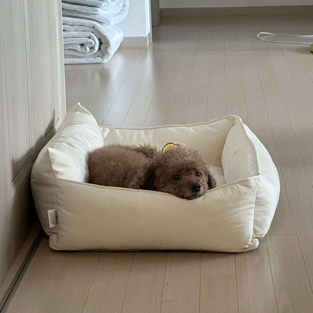LATORETA0611's tweet image. 환기시킬 겸 강아지 사진 하나 올리고 슬슬 누워야겠다