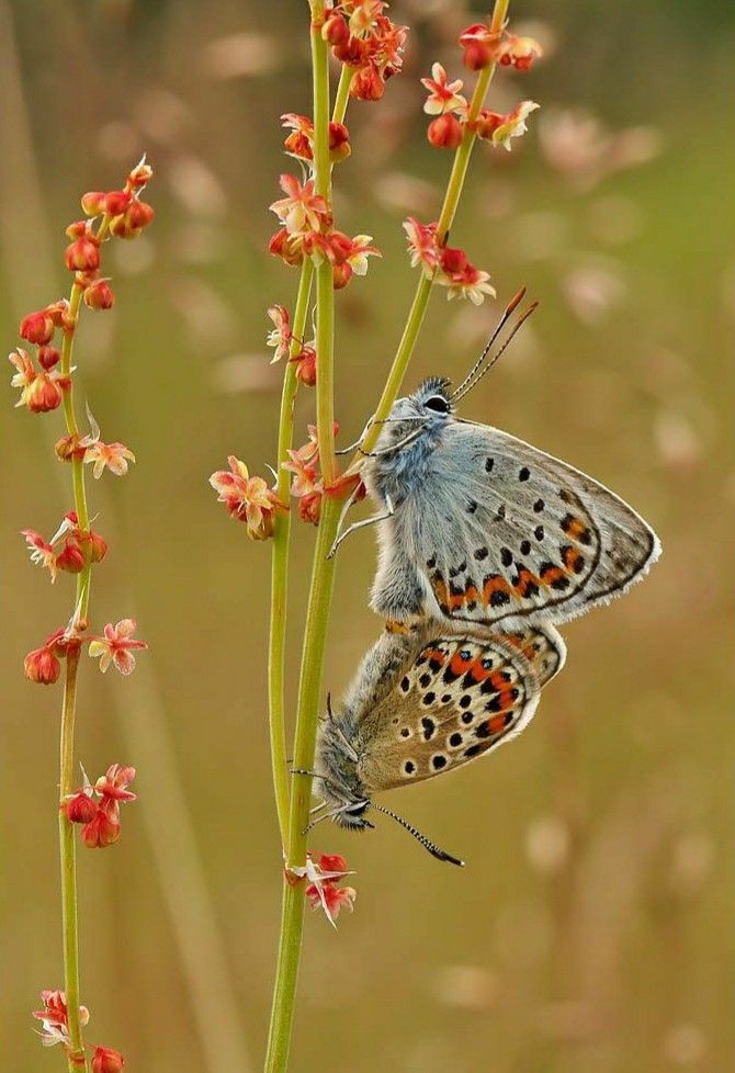 lhkjade921's tweet image. #natute art of beauty