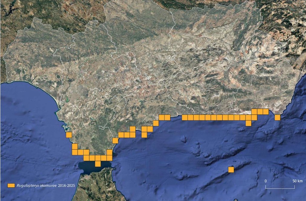 MonteroQuercus's tweet image. 🌍Hoy la prensa internacional trae la invasión de Rugulopteryx okamurae en España. 
😮Según @guardian desde mayo en #Cádiz se han retirado 1.200 Tn (78 Tn en La Caleta en un día) theguardian.com/environment/20…
🗺️Mapa difundido por @AndaluciaJunta sobre la distribución del alga invasora.