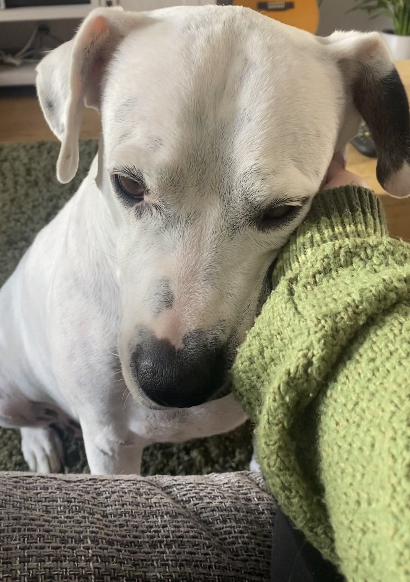 blondchameleon's tweet image. me having picture proof that claudia traisac would absolutely stop in the middle of the street to give love to my 'vicious breed' who most people avoid