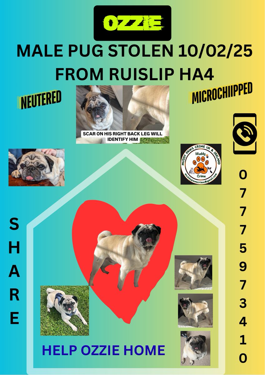 muddypawscrime's tweet image. ‼️Just one thing to say‼️
🛑PLEASE LET OZZIE GO HOME 🛑 Please share
@MissingPetsGB #sharesunday