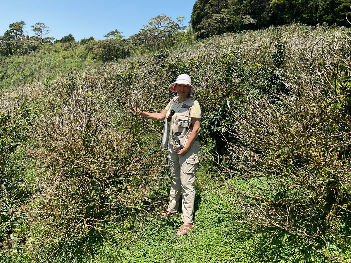 SpillingTheBean's tweet image. In short - YES AND YES , and for both Arabica and Robusta - pls go back in the feed and see my previous posts, I am still 110% sticking to my analysis and forecasts from all along and by 4Q-2025 at laetst arabica #coffee WILL start surge toward $5-$6 range because the coffee is…