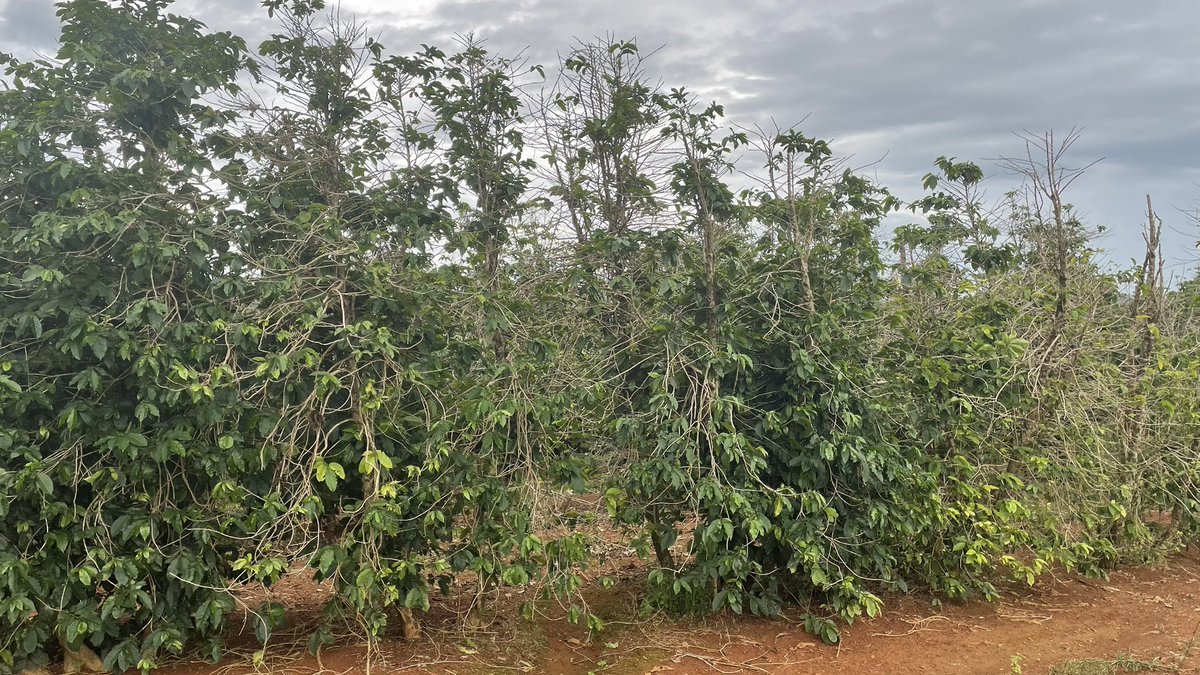 SpillingTheBean's tweet image. In short - YES AND YES , and for both Arabica and Robusta - pls go back in the feed and see my previous posts, I am still 110% sticking to my analysis and forecasts from all along and by 4Q-2025 at laetst arabica #coffee WILL start surge toward $5-$6 range because the coffee is…