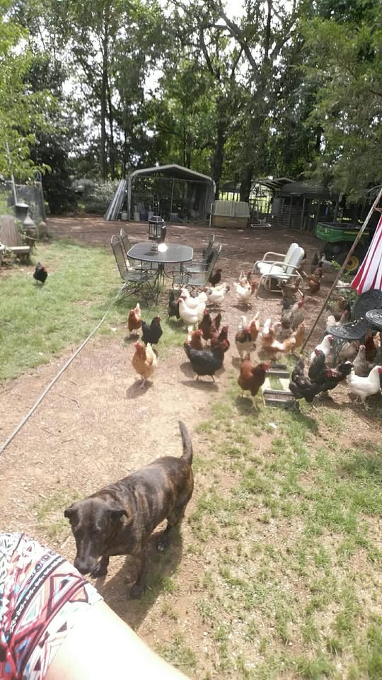 Here comes the 🐔herd, our old brindle lab 🐕is the leader of the pack. 🤣🤣🤣