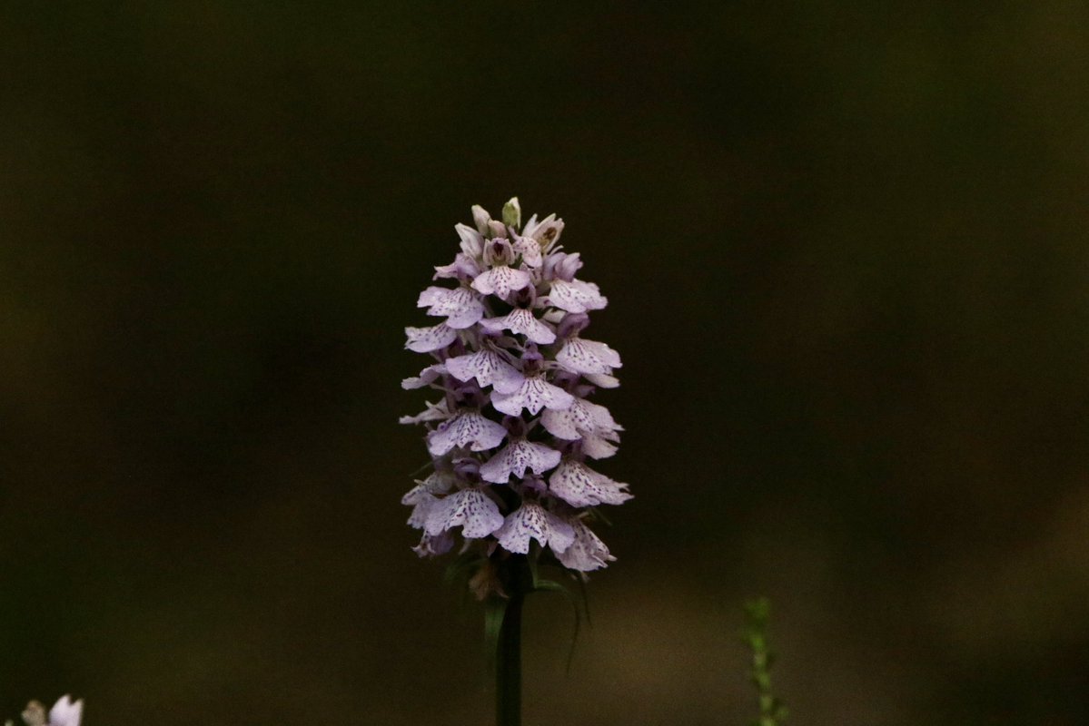 marcbuzzard's tweet image. Chuffed to bits to find these Creeping Lady’s Tresses in NE Scotland today. After finding these first @OwenPar91687609 and I went on to find several in two locations. A new Orchid for me. Also many Heath Spotted Orchid and several Dark-Green Fritillary today too ☺️👍🏴