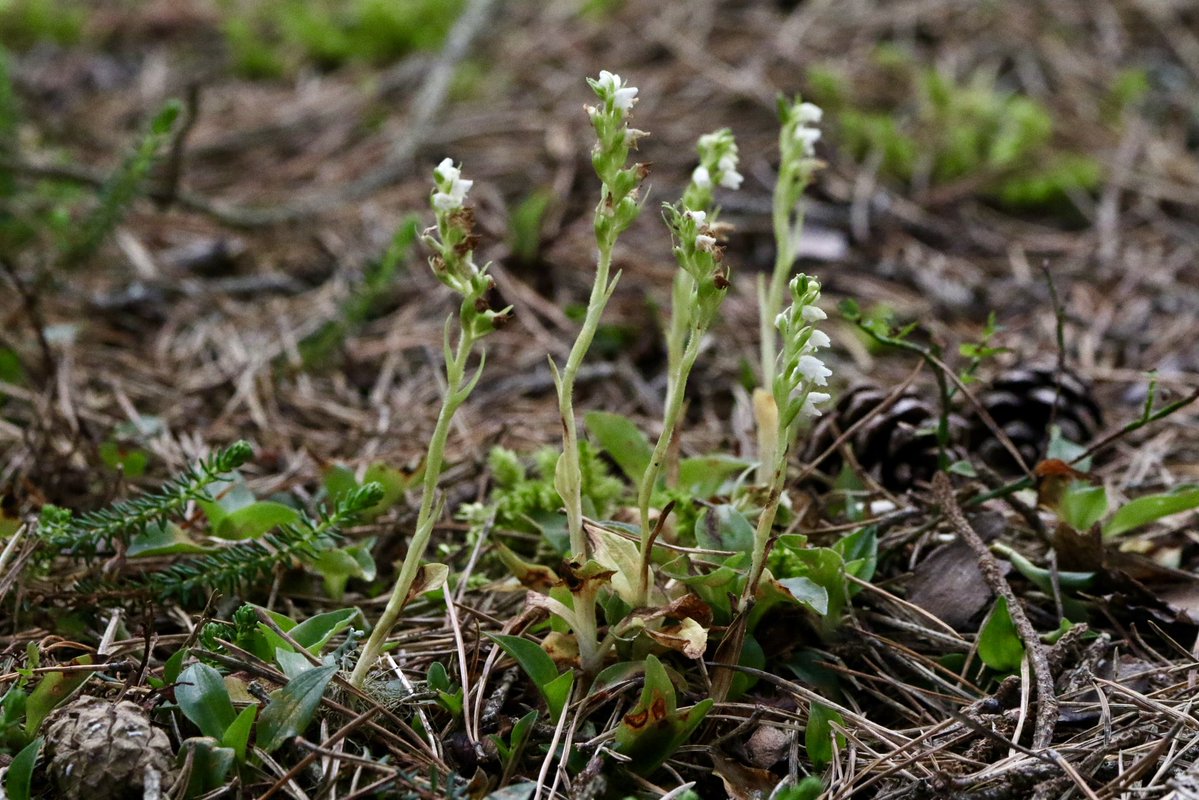 marcbuzzard's tweet image. Chuffed to bits to find these Creeping Lady’s Tresses in NE Scotland today. After finding these first @OwenPar91687609 and I went on to find several in two locations. A new Orchid for me. Also many Heath Spotted Orchid and several Dark-Green Fritillary today too ☺️👍🏴