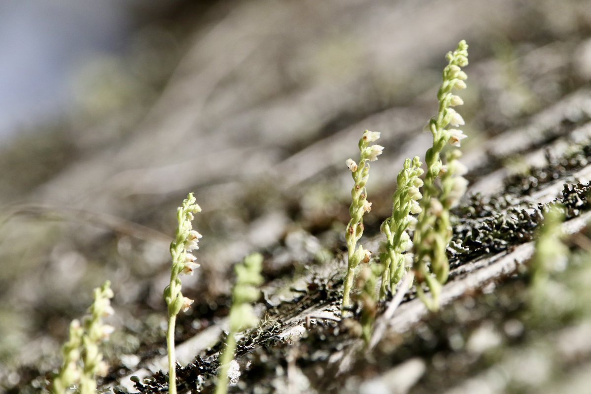 marcbuzzard's tweet image. Chuffed to bits to find these Creeping Lady’s Tresses in NE Scotland today. After finding these first @OwenPar91687609 and I went on to find several in two locations. A new Orchid for me. Also many Heath Spotted Orchid and several Dark-Green Fritillary today too ☺️👍🏴