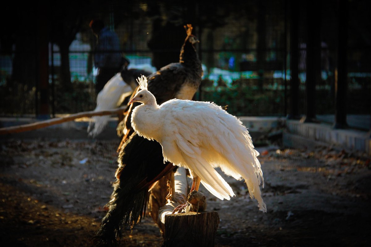 GM Fam #143
<a href="/objktcom/">objkt</a> // #newdrop
1 Edition
1 $XTZ
AliveS Collection Updated 42
Title: White and Black in Light
#NFT #Token #nftcollector #nftcomunity #nftshill #nftcolection #nftart #NFTdrops #objkt #objktcom #objktnft #Share4Tez