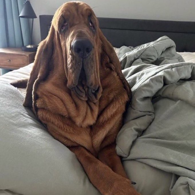 quantumfantasyy's tweet image. the pic of this dog is fmu for no reason