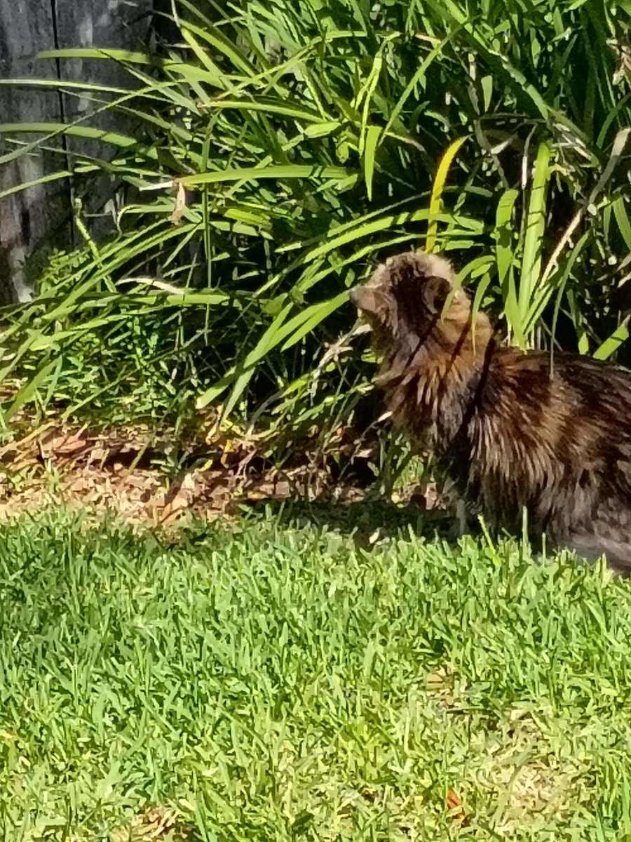 Dad just got home from lunch with his daughter. We are now on pawtrol and I have spotted a zombie in this bush. Now I am going to pounce and eliminate this zombie from my yard. My name is Harlow, you are in my yard, prepare to die, again.