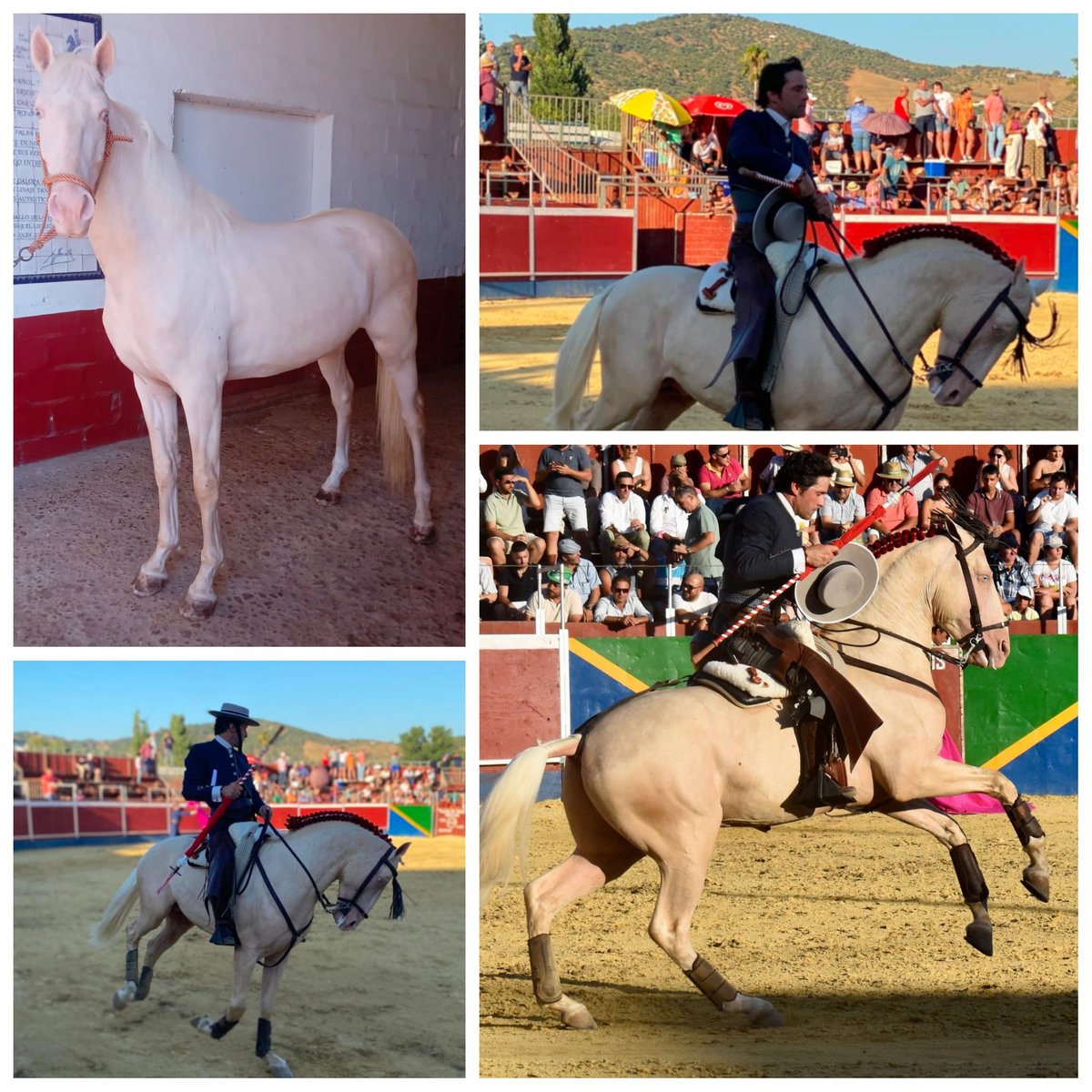 Con profundo pesar recibimos la noticia de la pérdida del caballo "Romeo" (Remo de AP, Agrícola Peralta) de Andrés Romero tras el percance sufrido en Algodonales, Cádiz.