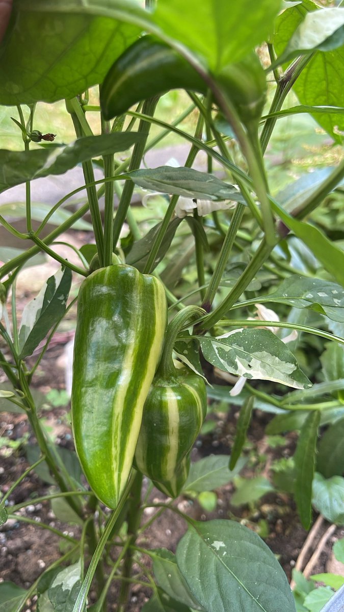 forza_inter99's tweet image. Just some of the things growing in my garden today