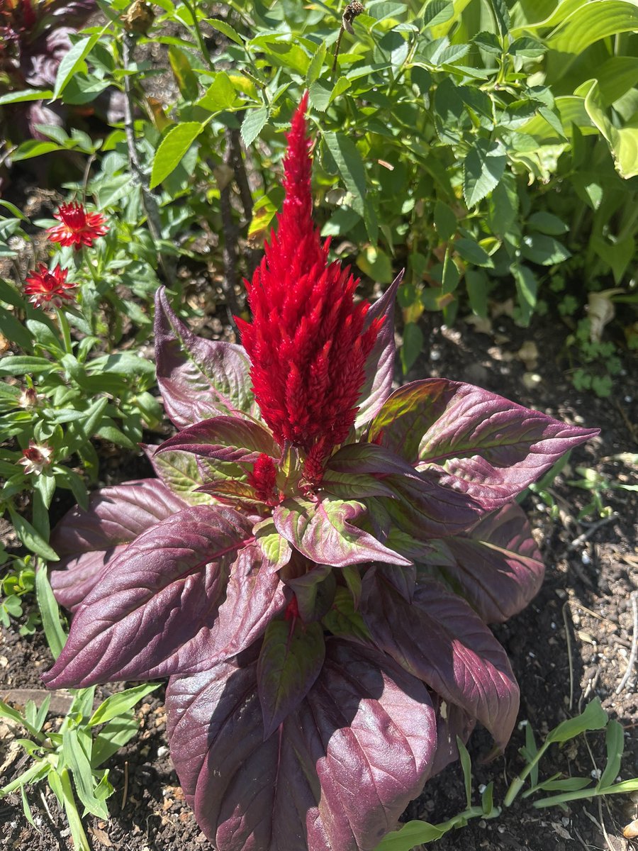 forza_inter99's tweet image. Just some of the things growing in my garden today