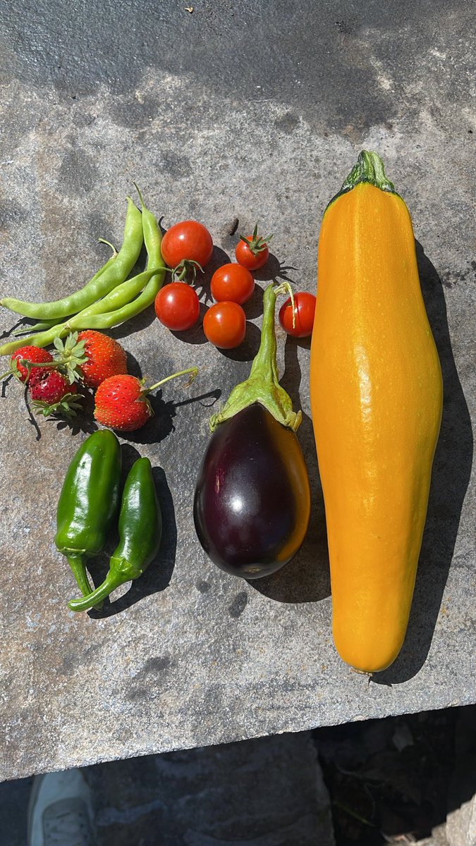 forza_inter99's tweet image. Just some of the things growing in my garden today