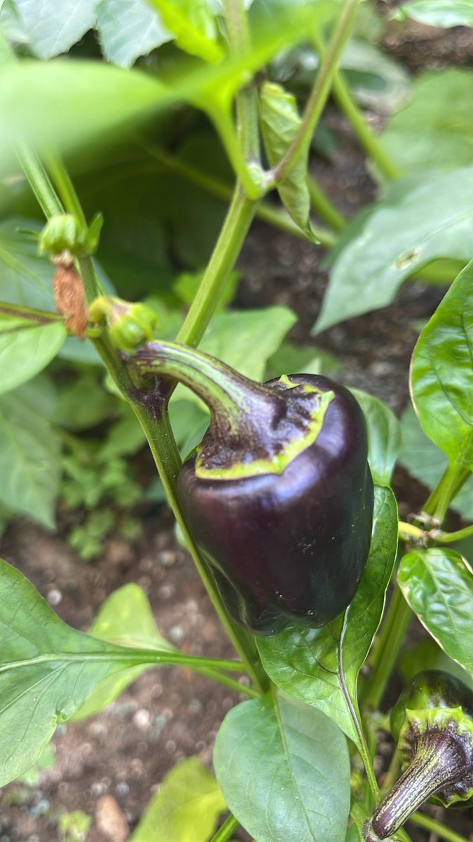 forza_inter99's tweet image. Just some of the things growing in my garden today