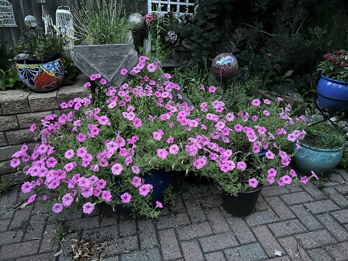 unstadj's tweet image. Before planting this year I read about a specific color supertunia that really grew. They were right!