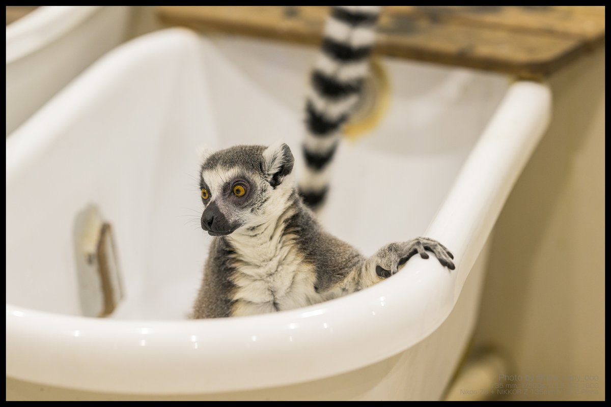 hiro_capy_ooo's tweet image. 「ちょっとー、お湯が張られてないんですけどー。」
#Lemur #ワオキツネザル #アニタッチみなとみらい