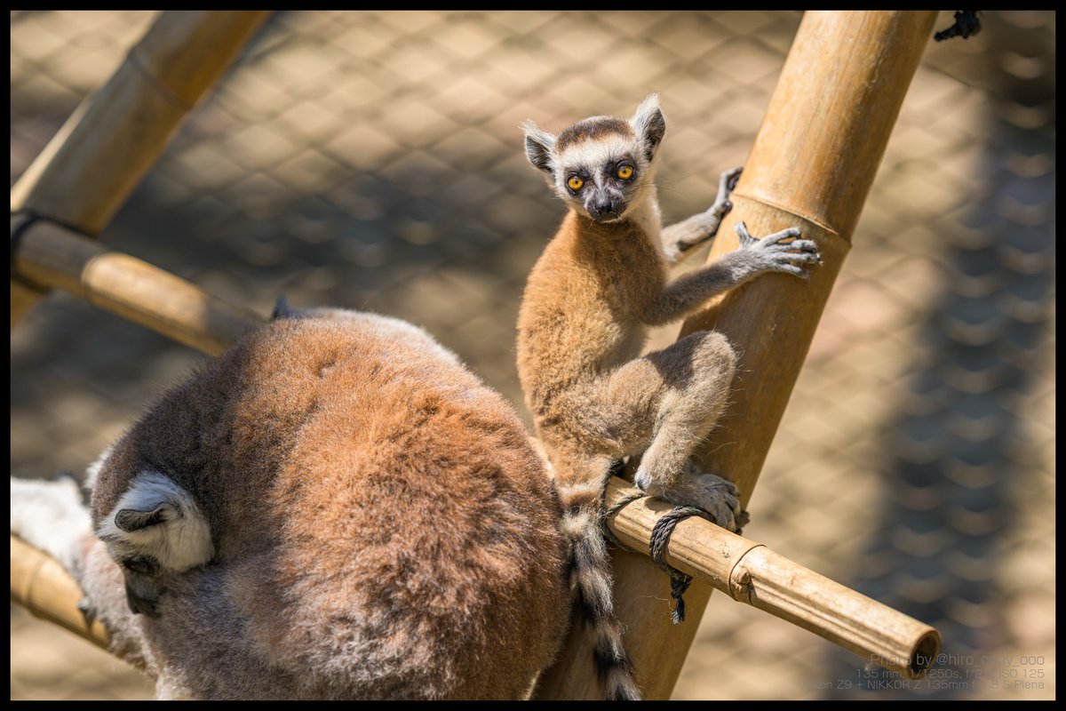 hiro_capy_ooo's tweet image. じー。
#Lemur #ワオキツネザル #サユリワールド