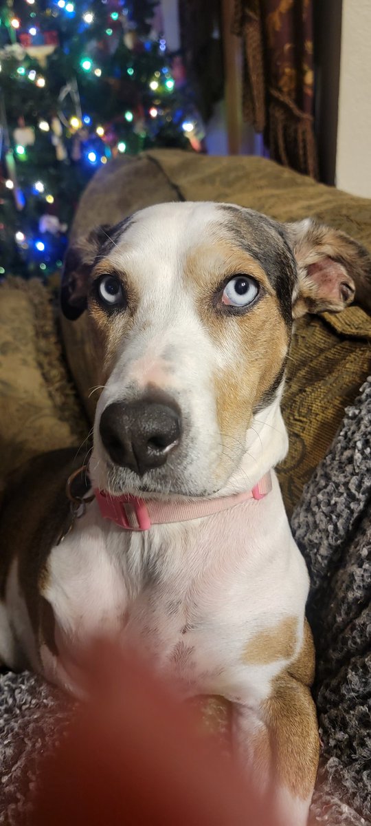 DaveWalk22's tweet photo. Our precious, beautiful Vinci crossed the rainbow bridge yesterday. Fought cancer w/ everything she had until it took more than she had to give. She's whole again; 4 legs &amp; hears everything. I love that special dog.  #Vinci #Vincera #IWillWin #3Legger #DeafDog #Easel #Catahoula https://t.co/pZuQBxt05J