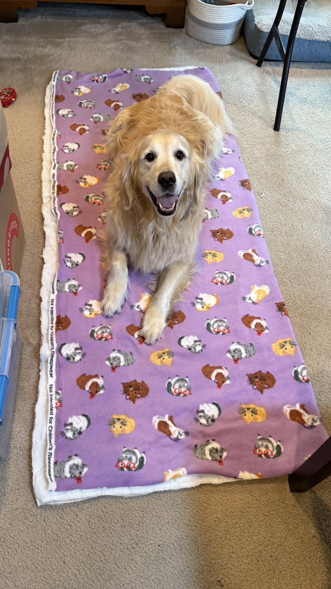 MikeFrezon's tweet photo. “Mom was sewing some stuff for the guinea pigs today. I was halping.”
-Pete

#BrooksHaven #grc #dogcelebration #BigHelper #GoldenRetriever https://t.co/RRzcTpXiv8
