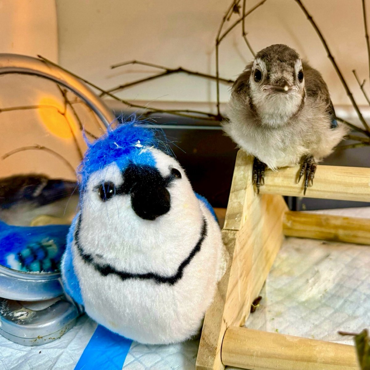 That one really fun babysitter who’d let you do whatever you wanted, blue jay edition.💙

Our fledglings who must be isolated, either because they have something potentially contagious, or they’re the only one of their species we have in care, need to feel like they’re not alone.