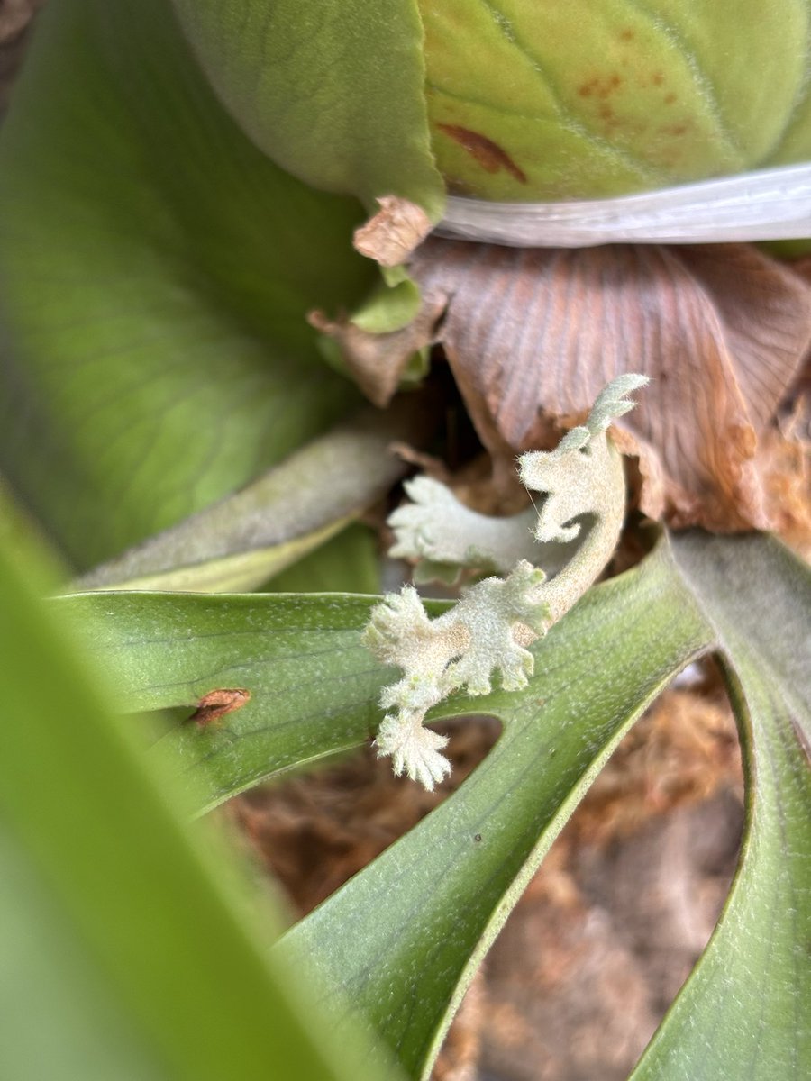 コロナリウムの新芽を観察するのが日課。