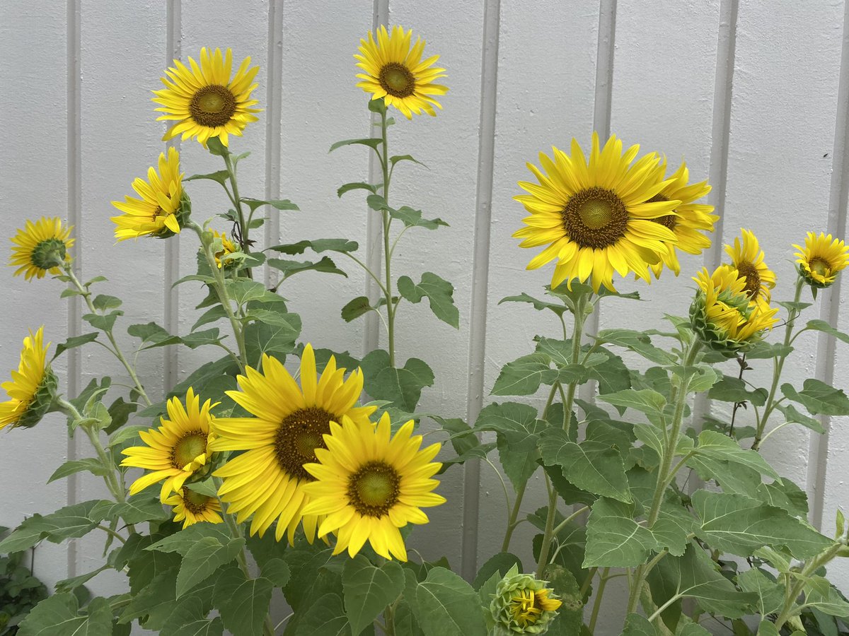TMS_Lab's tweet image. おはようございます🌞
今日も東京は晴れ!毎日暑いですね🥵
先日おでかけした際、ひまわり🌻を発見、夏を感じました♪
夏の思い出いくつ作れるかなぁ🥴
今週もよろしくお願いします!
#企業公式が毎朝地元の天気を言い合う