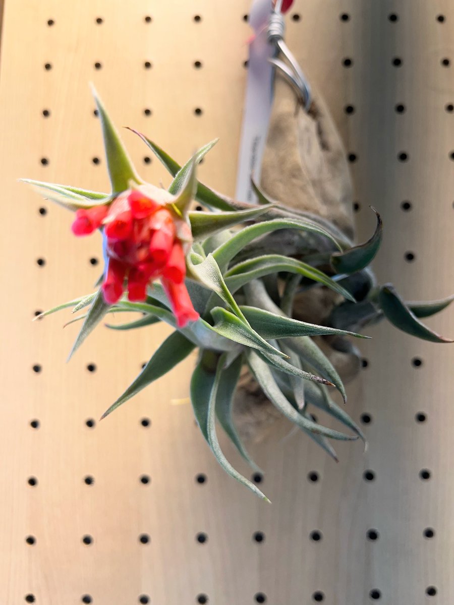 Psyc_Th_ASD's tweet photo. #チランジア
#エアプランツ
#エアプランツ咲いた
#チランジアの花
チランジアエディシアエが咲いた。
朱色の花が美しい https://t.co/Npn99Re2s7