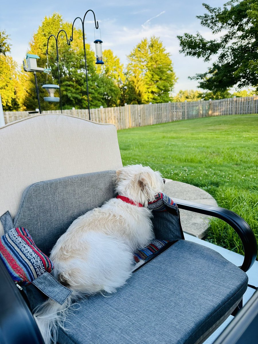 Boss Lady 🐶  hard at work … Happy Sunday evening y’all!

#DinkTheDog 🐶 #DailyDoseOfDink 🐾
