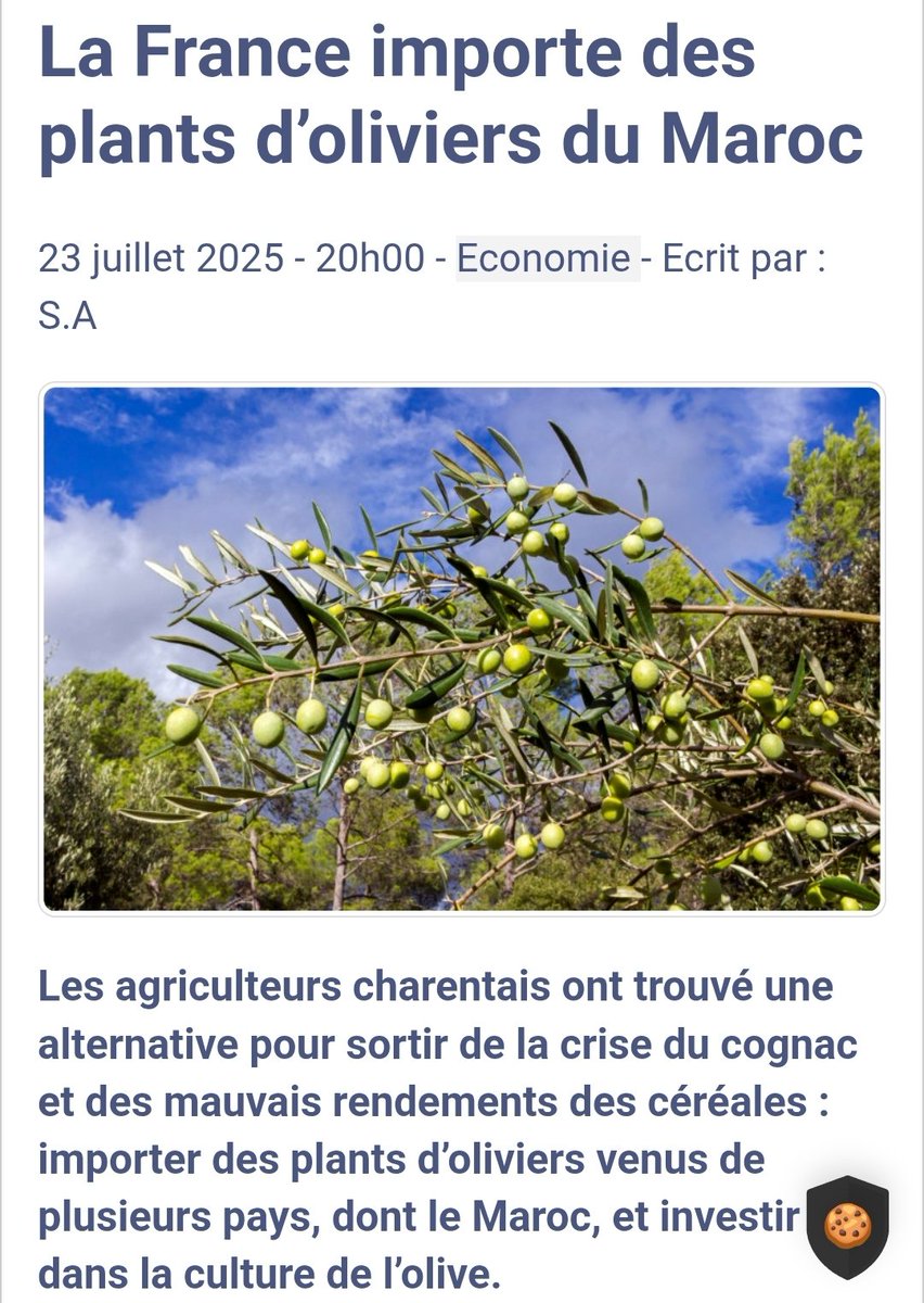Mourabyt's tweet image. Je trouve ça bien moi cet échange culturel.
La France est un partenaire important pour le Maroc et qu'on puisse aussi renvoyer l'appareil est important.
Je déplore la relation belgo-marocaine qui n'est pas de ce niveau. Nos 2 monarchies auraient tellement à y gagner.
