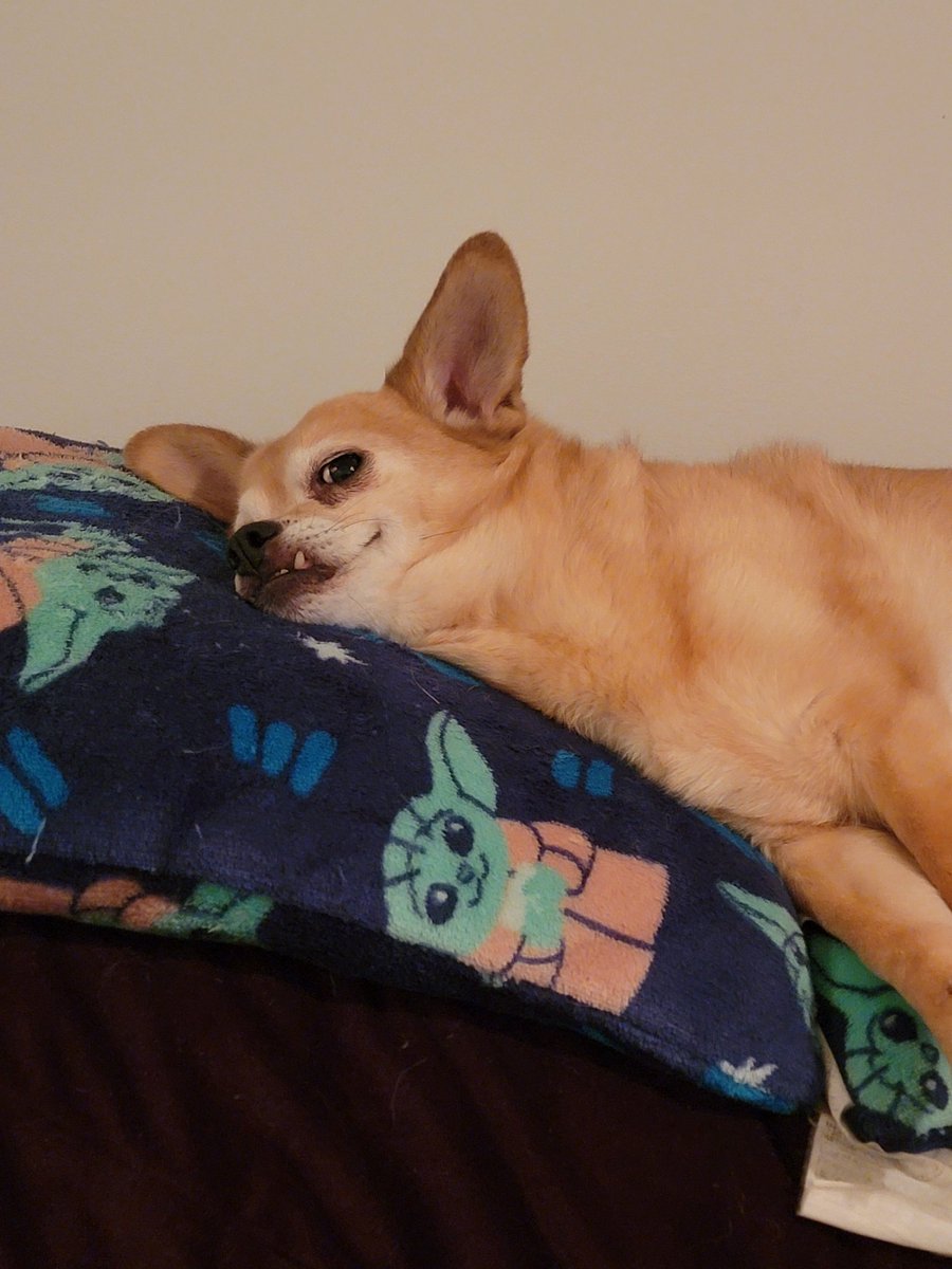angelastarpower's tweet photo. This face. This underbite. Her adoption page described her as a cartoon character and that's 100% so accurate. I knew she was my girl immediately she's just so damn silly and funny I love her https://t.co/hy5BT0Frg4