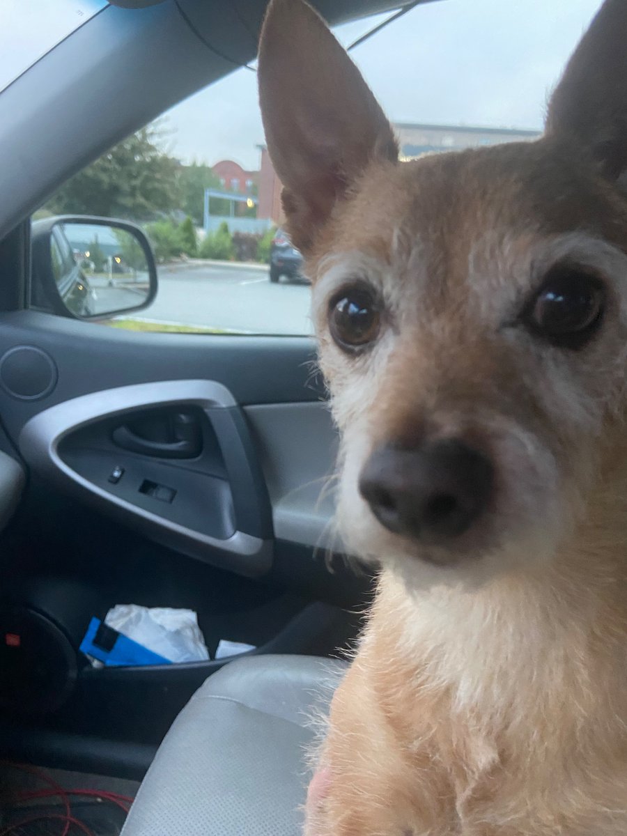 FTL_Bonnie's tweet image. Mr. Ten Times Cuter Than the Second Cutest Dog on Earth.