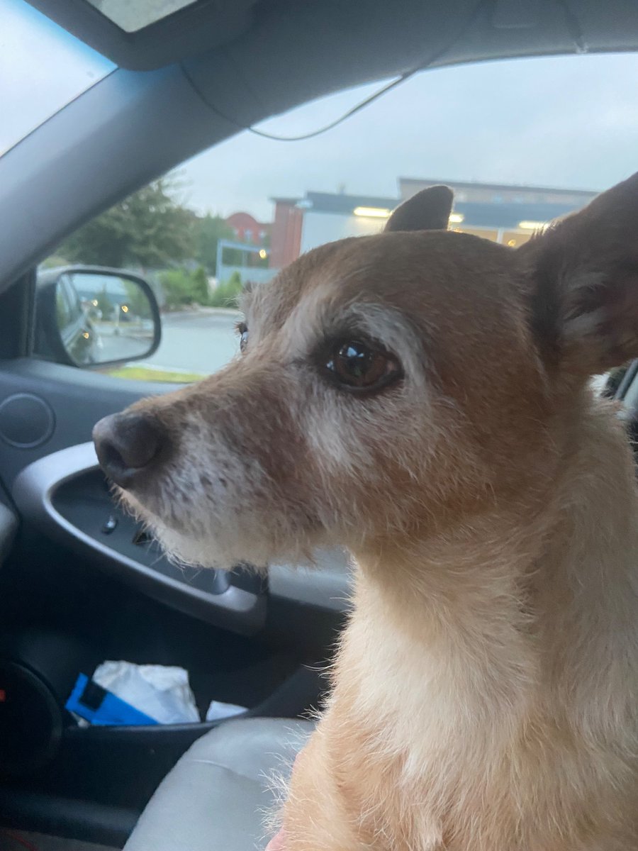 FTL_Bonnie's tweet image. Mr. Ten Times Cuter Than the Second Cutest Dog on Earth.
