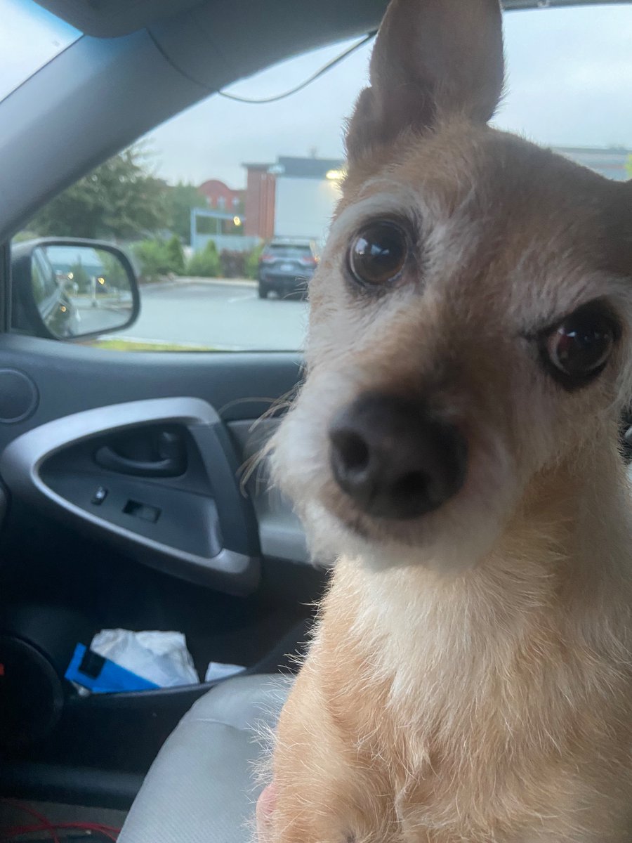 FTL_Bonnie's tweet image. Mr. Ten Times Cuter Than the Second Cutest Dog on Earth.