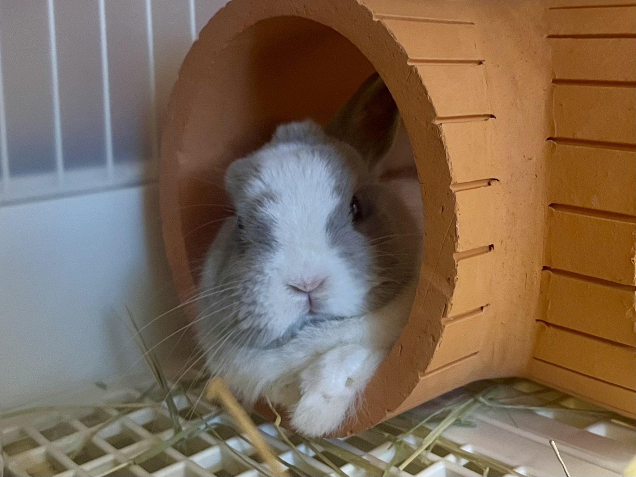 うさぎのひのき🌳 Hinoki bunny (@hinokiusa) / X